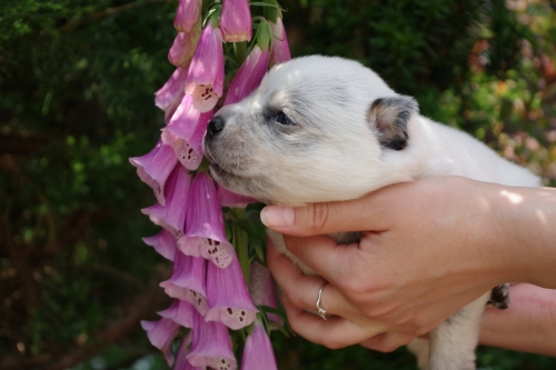 DAISY - 2,5 WEEK